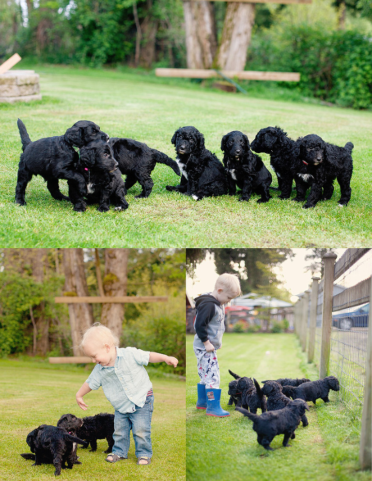 Langley Puppy Photographer